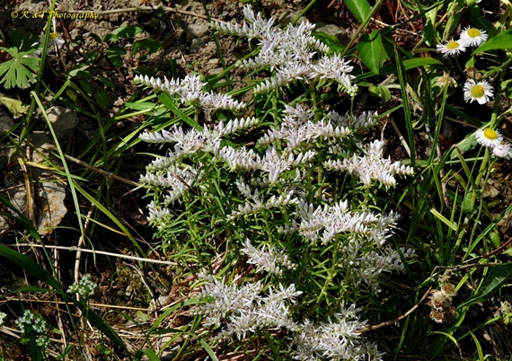 {Sedum pulchellum}